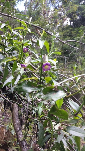 Thunbergia convolvulifolia image