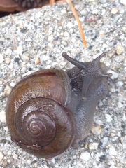 Helminthoglypta traskii