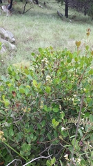 Syzygium loiseleurioides