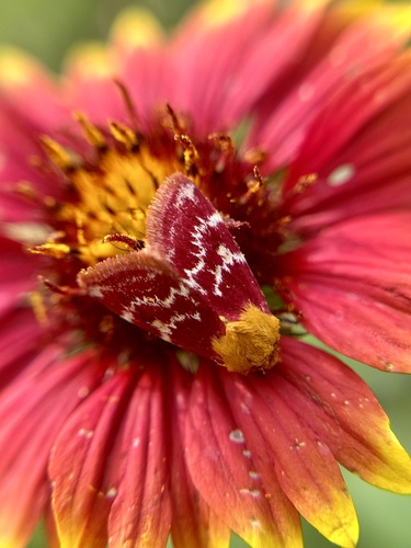 Painted Schinia Moth photo 4