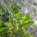 Psychotria isalensis - Photo (c) Guy Eric Onjalalaina, μερικά δικαιώματα διατηρούνται (CC BY-NC), uploaded by Guy Eric Onjalalaina