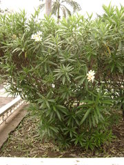 Nerium oleander