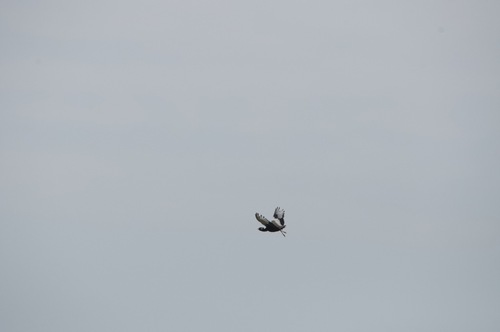 Northern Black Korhaan