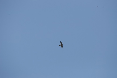 Peregrine Falcon