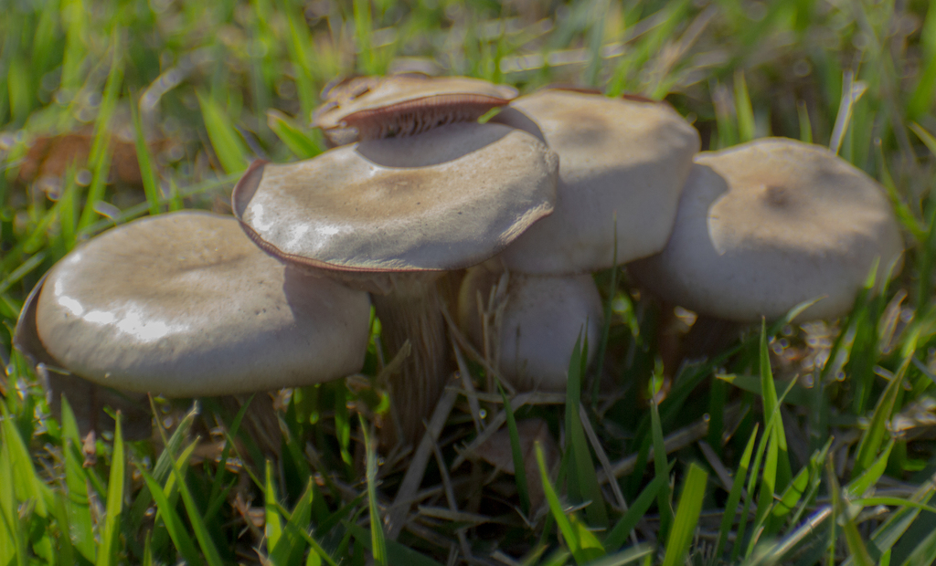 Collybia sordida · May 2023 · photo: © guilhermefreda (iNaturalist, cc-by-sa)