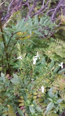 Hypoestes