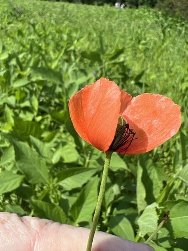 Papaver dubium