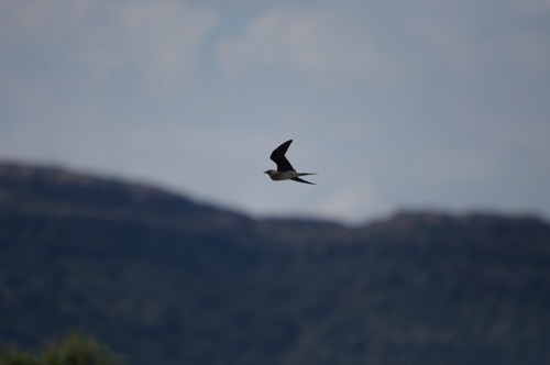 Black-winged Pratincole