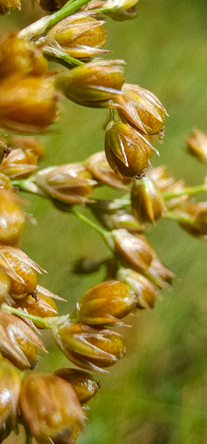 Juncus effusus
