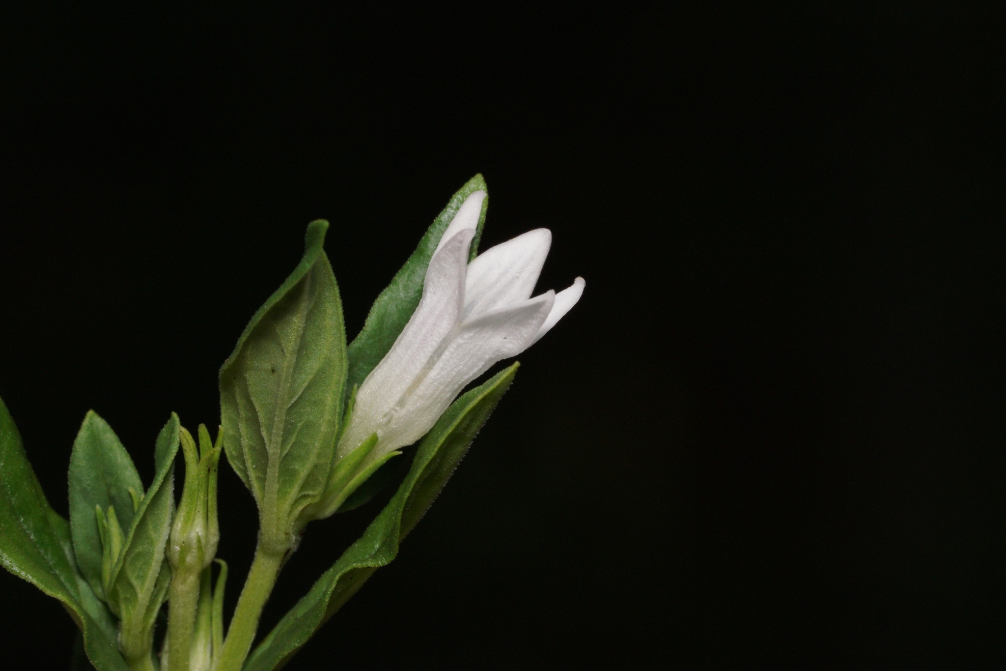 Spigelia loganioides