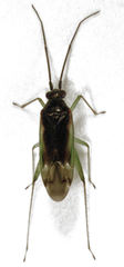 Zanchius ater