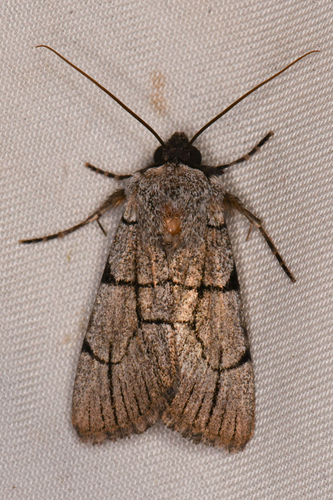 Sympistis ragani photo 2