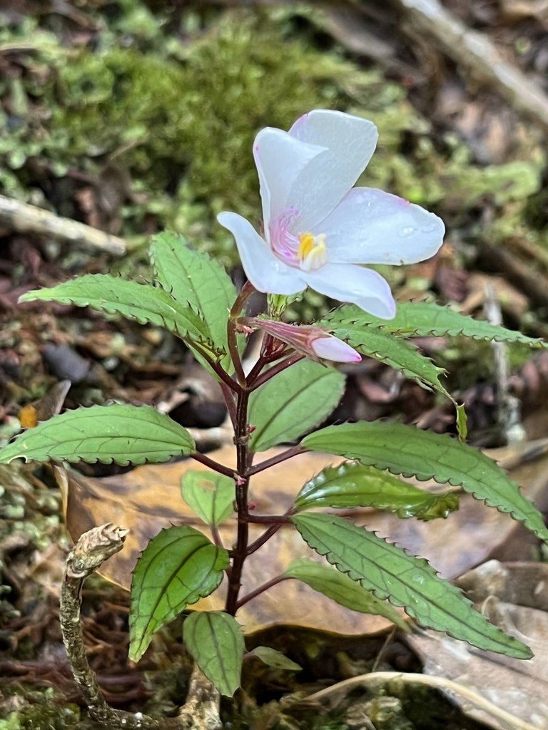 Salpinga dimorpha