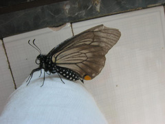 Papilio epycides