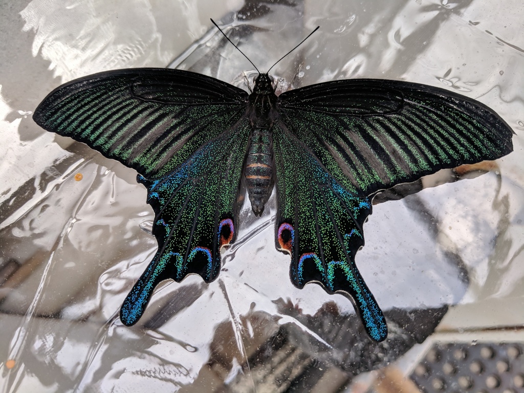 Southern Chinese Peacock Swallowtail