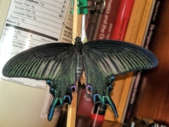 Papilio dialis