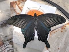 Papilio dialis