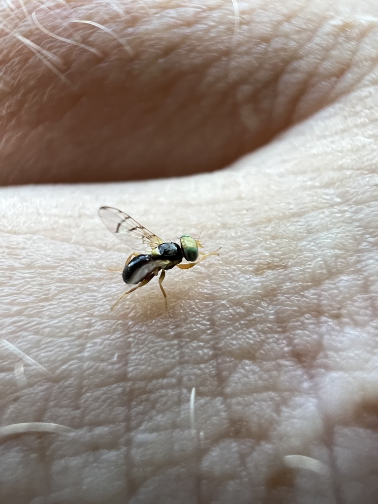 Rhagoletis acuticornis
