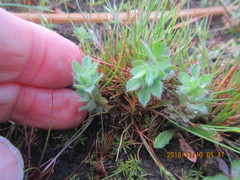 Lotus suaveolens