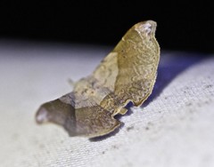 Esthlodora versicolor