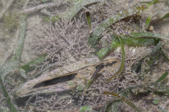 Pinnidae