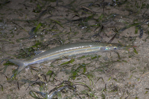 Quoys halfsnavel (Hyporhamphus quoyi) — Hemiramphidae — 3