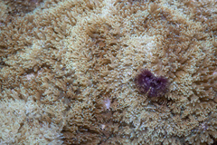 Rhodactis