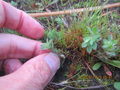 Lotus suaveolens