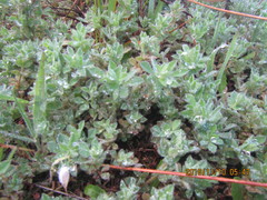 Lotus suaveolens