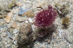 Oceanapia sagittaria