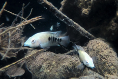 Tamasopo Cichlid photo 1