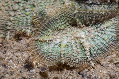 Rhodactis bryoides