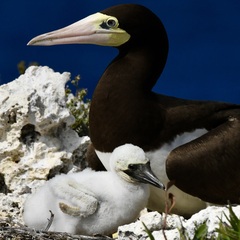 Brown Booby photo 6