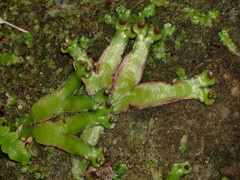Marchantiaceae