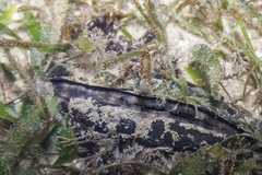 Pinnidae