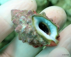 Drupella cornus