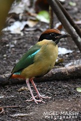 Noisy Pitta photo 3