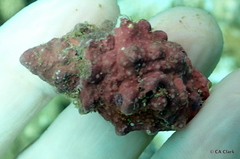 Drupella cornus