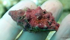 Drupella cornus