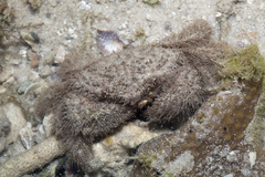 Pilumnus vespertilio