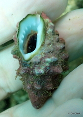 Drupella cornus image