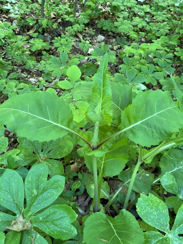 Silphium perfoliatum iNat (3)