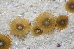 Palythoa
