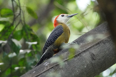 Jamaican Woodpecker photo 2