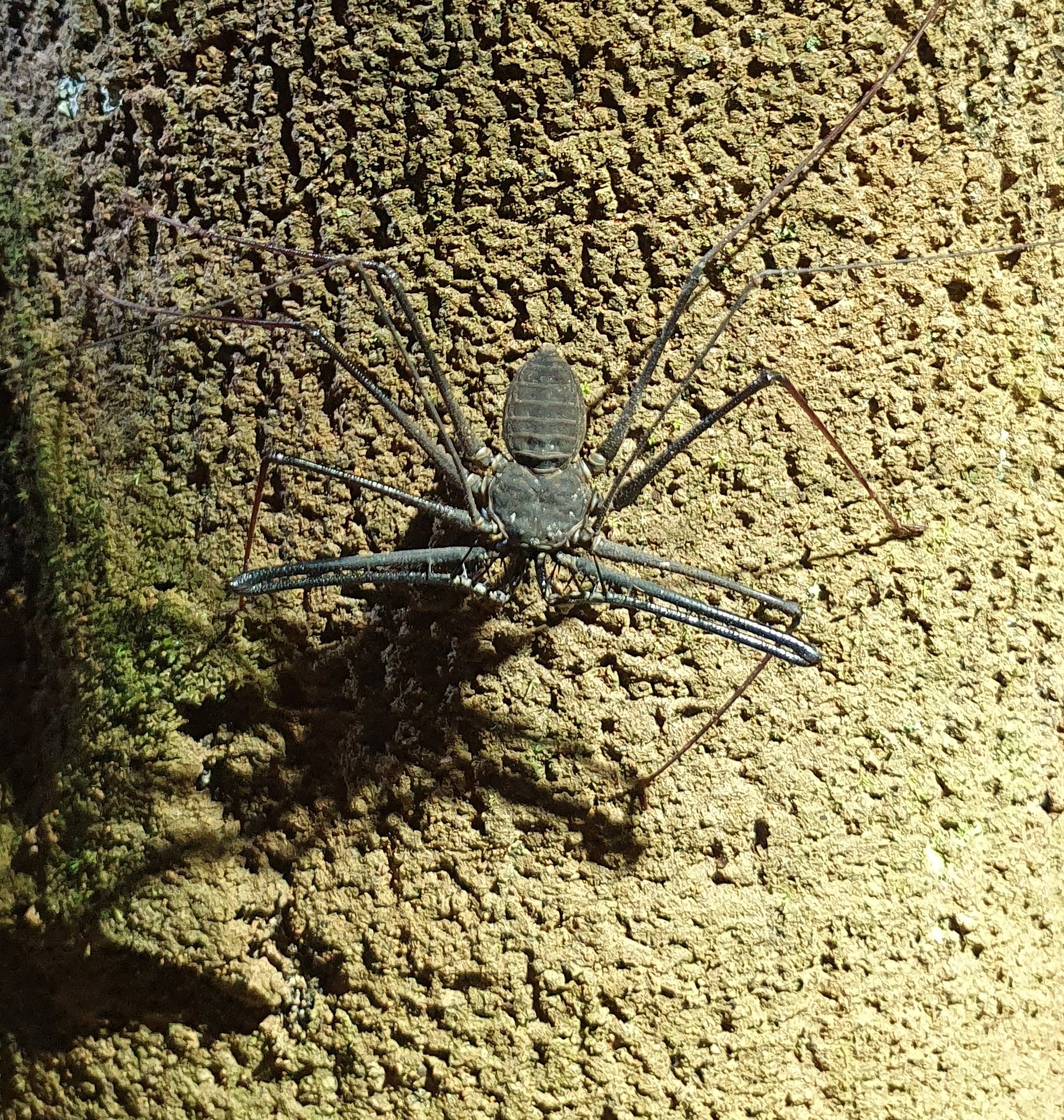 Heterophrynus batesii (Butler, 1873)