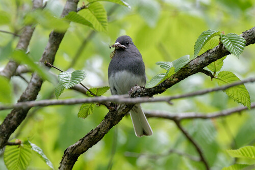 Dark-eyed Junco photographed in Tennessee