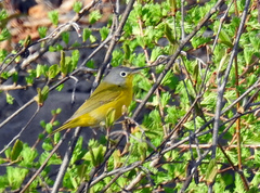 Leiothlypis ruficapilla image