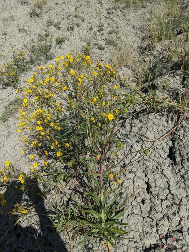hall's tarplant (Deinandra halliana)