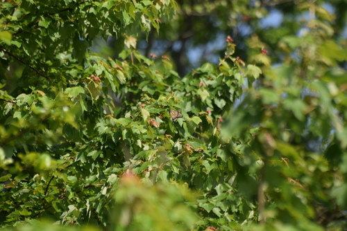 Monarch photographed in Delaware