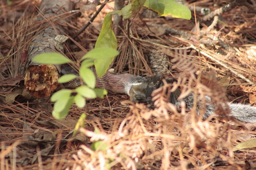 Western Ratsnake, 527 Co Rd 4777, Warren, TX 77664, USA, photo 6 of 10
